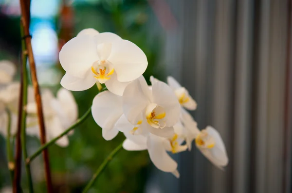 Orchidées fleurs  . — Photo