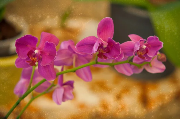 Orkide çiçek . — Stok fotoğraf