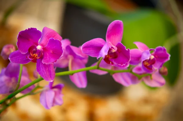 Flores de orquídeas  . — Fotografia de Stock