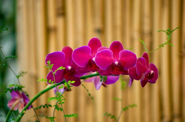 Orchidées fleurs  . — Photo