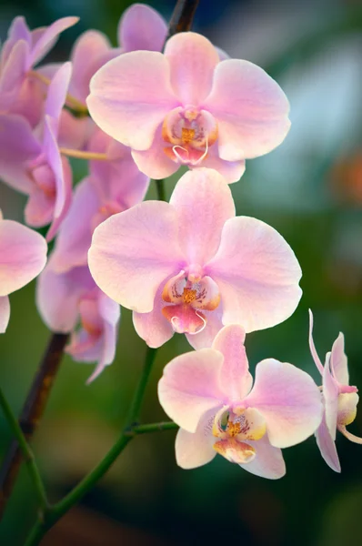 Orkidéer blommor . — Stockfoto