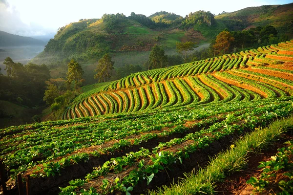Beautiful landscape and fresh strawberries farm in winter at Chiangmai : Thailand — Stock Photo, Image