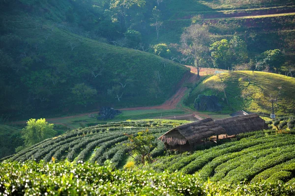 Piękny krajobraz i świeżej zielonej herbaty gospodarstwa w zimie w Chiangmai: Tajlandia — Zdjęcie stockowe