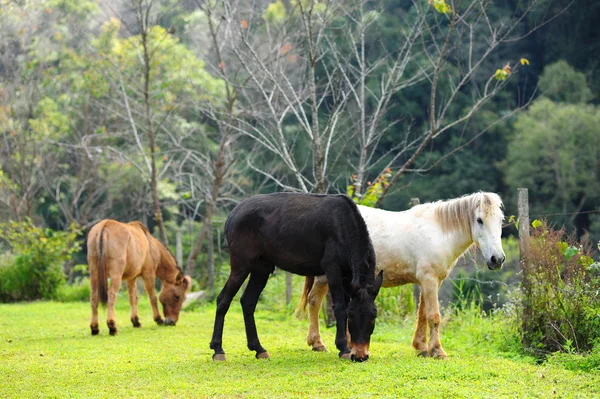 Groupe de chevaux mangeant de l'herbe dans une ferme verte le soir — Photo