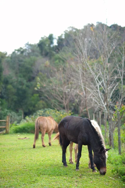 stock image Group of horses eating grass in green farm on evening