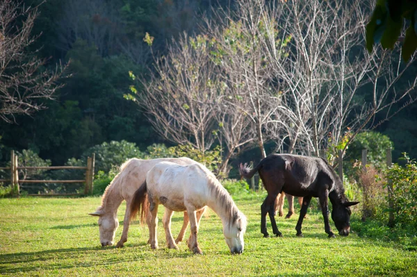 Grupp av hästar äter gräs i grön gård på kvällen — Stockfoto