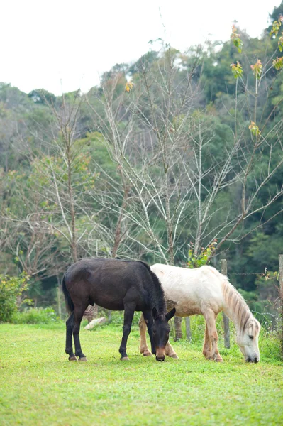 Gruppo di cavalli che mangiano erba in fattoria verde la sera — Foto Stock