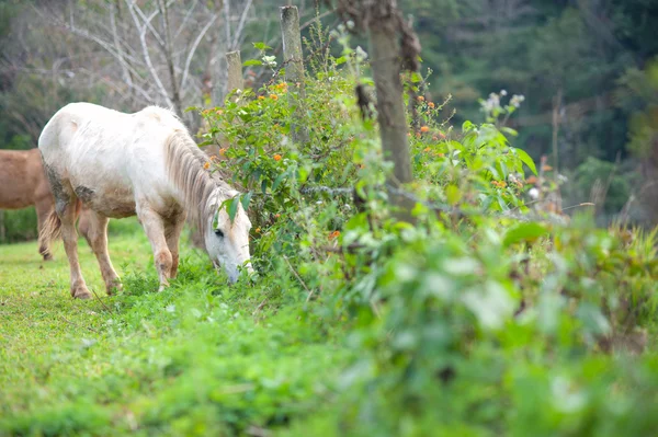 Gruppo di cavalli che mangiano erba in fattoria verde la sera — Foto Stock