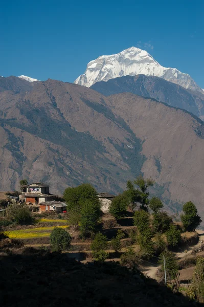 Schöne Aussicht auf grüne Wiese, lokales Haus und Himalaya-Berge, wenn man während Poonhill Peak Trekking Weg, Nepal — Stockfoto