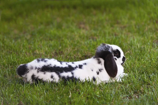 Coniglio nell'erba nel cortile — Foto Stock
