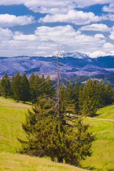 Montañas de pino medio secas en el fondo — Foto de Stock