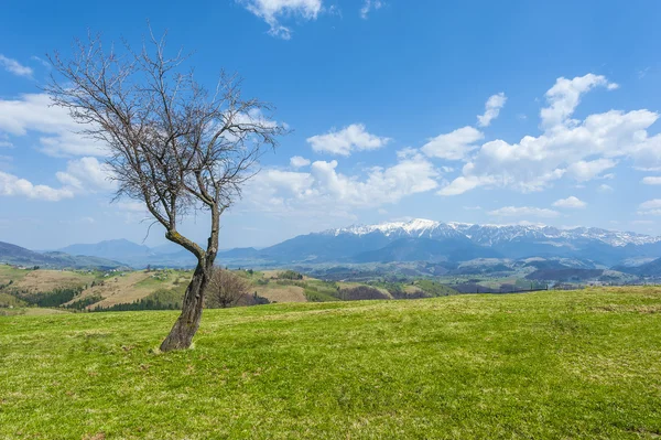 Albero isolato paesaggio montano sullo sfondo — Foto Stock