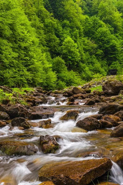 stock image Mountain river flowing through the trees