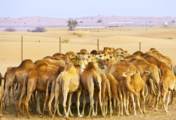 stock image Herd of camels on a farm in the desert