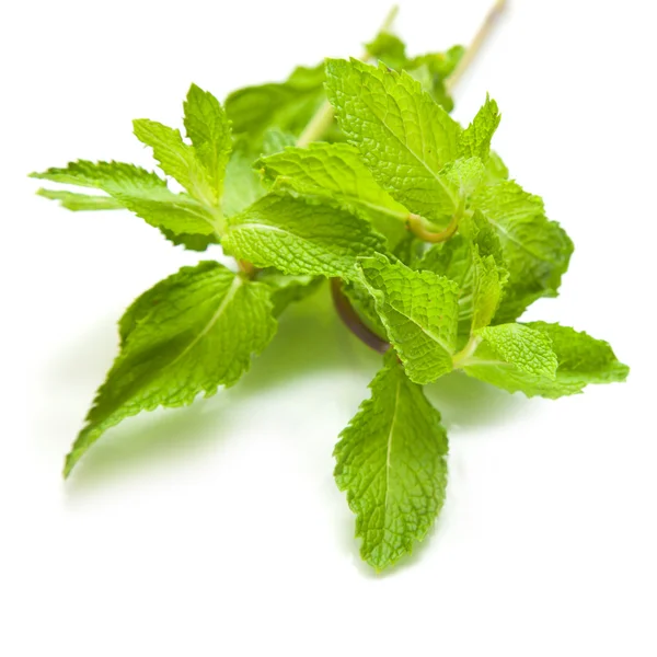 Bunch of fresh mint isolated on white background — Stock Photo, Image