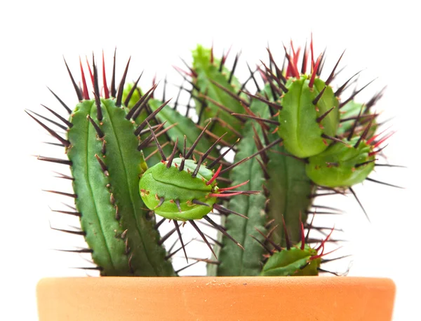 Cactus isolato — Foto Stock