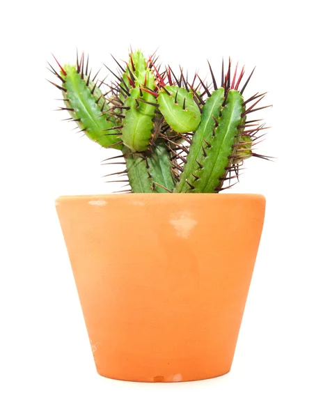 Cactus isolado — Fotografia de Stock
