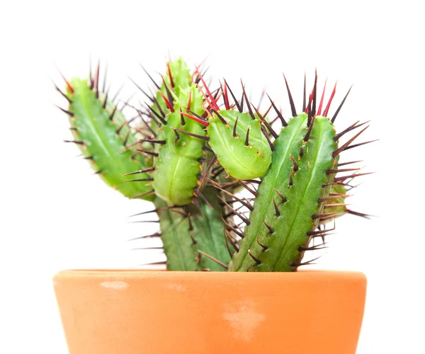 Kaktus na białym tle — Zdjęcie stockowe