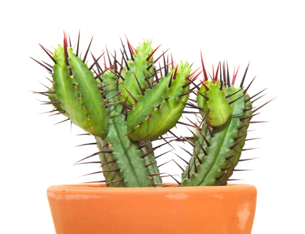 Cactus isolé — Photo