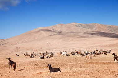 fuerteventura keçi