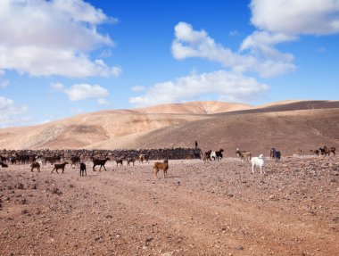 fuerteventura keçi