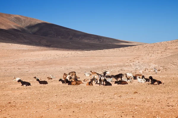 Goats of Fuerteventura — Stock Photo, Image