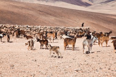 Goats of Fuerteventura clipart