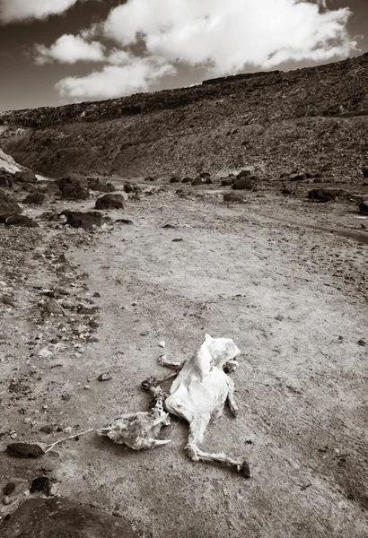 stock image Fuerteventura, Canary Islands, El Barranco de los Molinos