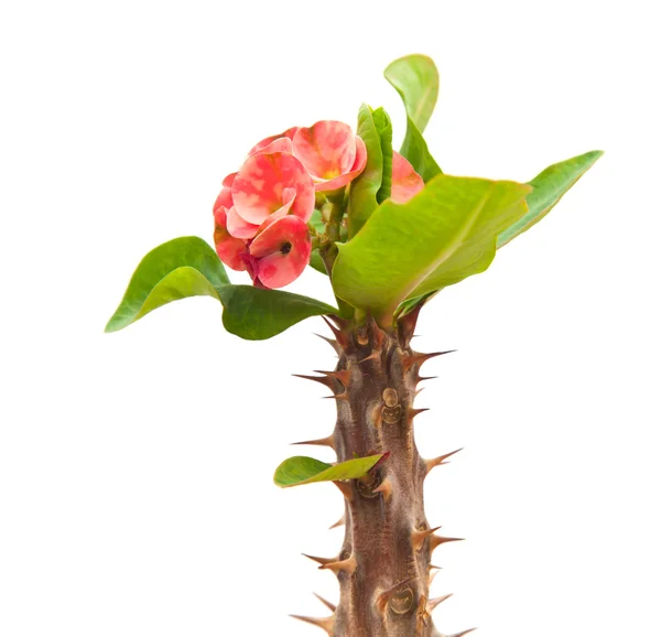 stock image Flowering Euphorbia milii