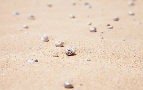 stock image Natural background with small shells