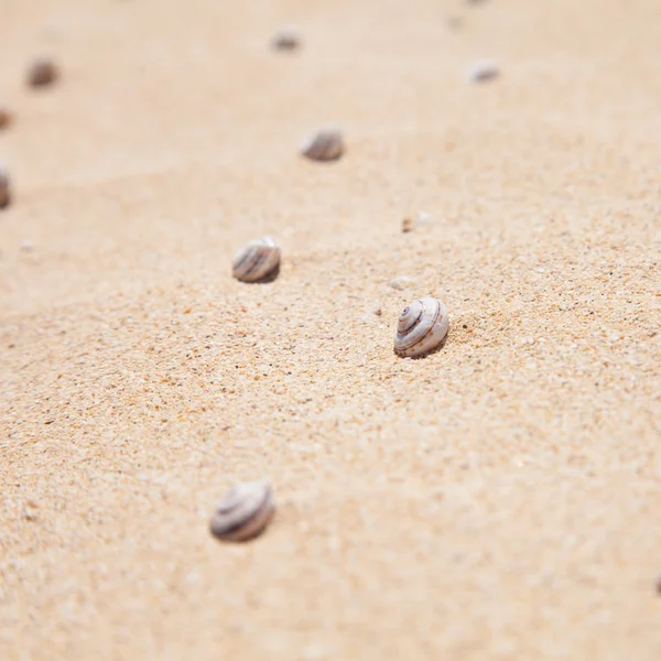 stock image Natural background with small shells