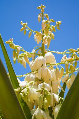 Flowering yucca clipart