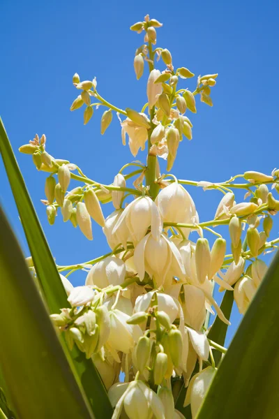 Yuca floreciente —  Fotos de Stock