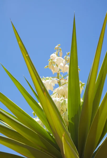 Blühender Yucca — Stockfoto