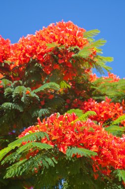 Delonix regia