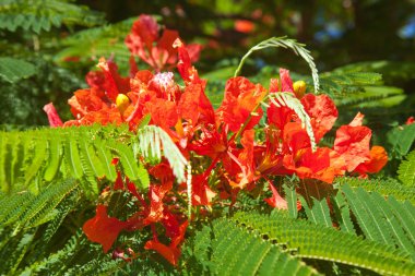 Delonix regia