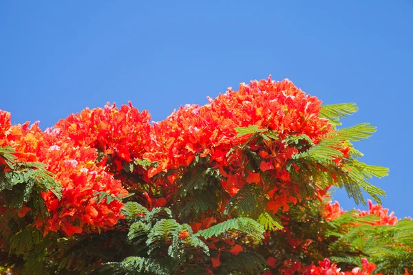 Delonix regia