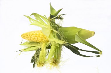 Ear of corn isolated on white clipart