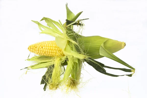 stock image Ear of corn isolated on white