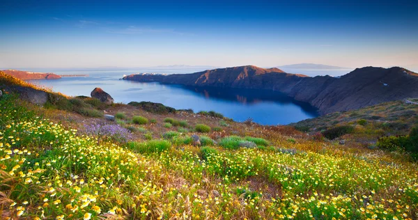 Santorini kır çiçekleri — Stok fotoğraf