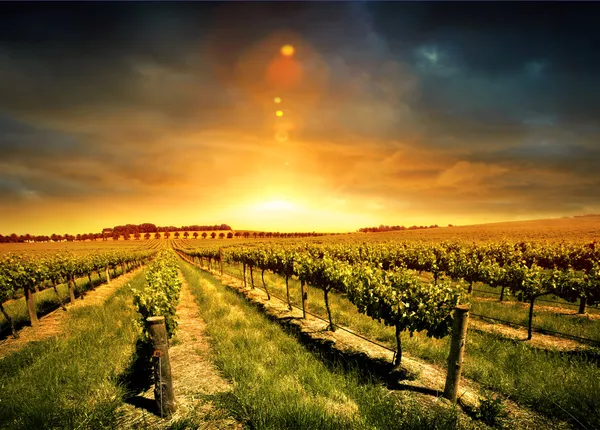 Nádherný západ slunce vinice — Stock fotografie