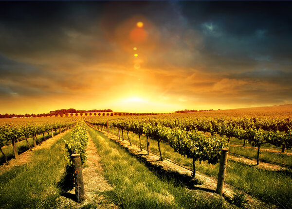 Stunning Vineyard Sunset