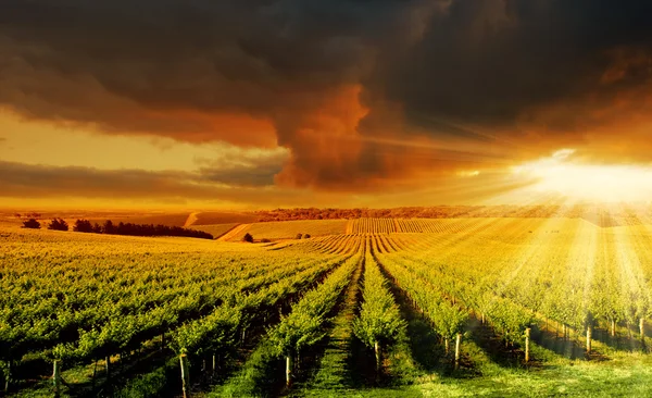 Incroyable coucher de soleil dans le vignoble — Photo