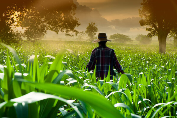 Farmer woman walking in corn fields at early morning