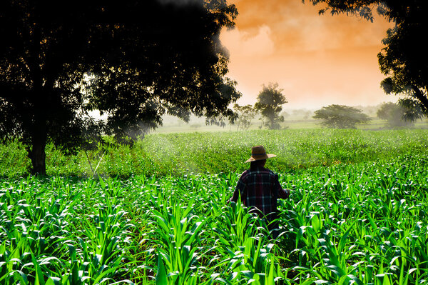 Farmer woman walking in corn fields at early morning