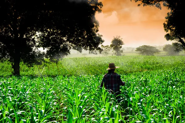 Bäuerin am frühen Morgen auf Maisfeldern unterwegs Stockbild