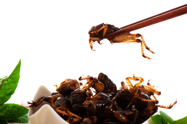 Insekter - næringsmidler – stockfoto