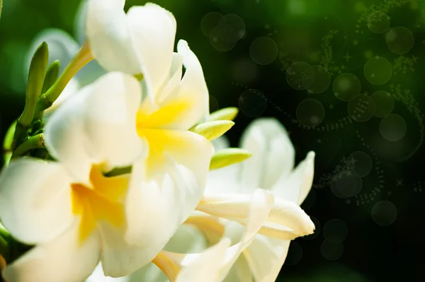 Frangipani flowers — Stock Photo, Image