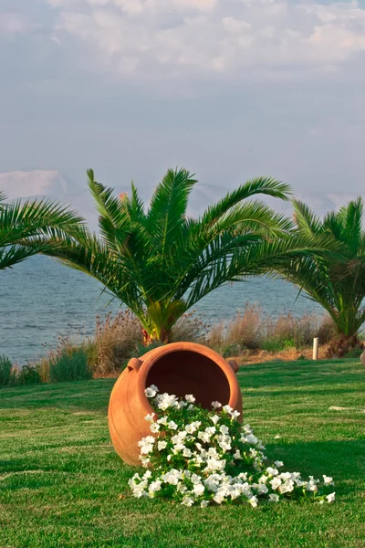 Ο αμφορέας με λουλούδια στο μπροστινό μέρος το palm treethe Αμφορέας με λουλούδια στο μπροστινό μέρος του Φοίνικα — Φωτογραφία Αρχείου