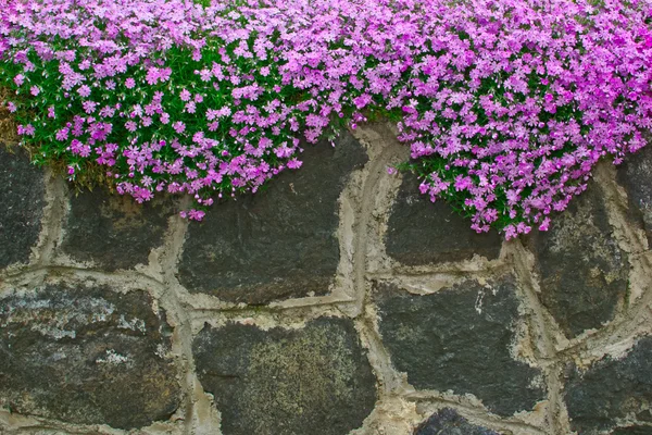 鲜花花园墙上的粗糙的石器 — 图库照片